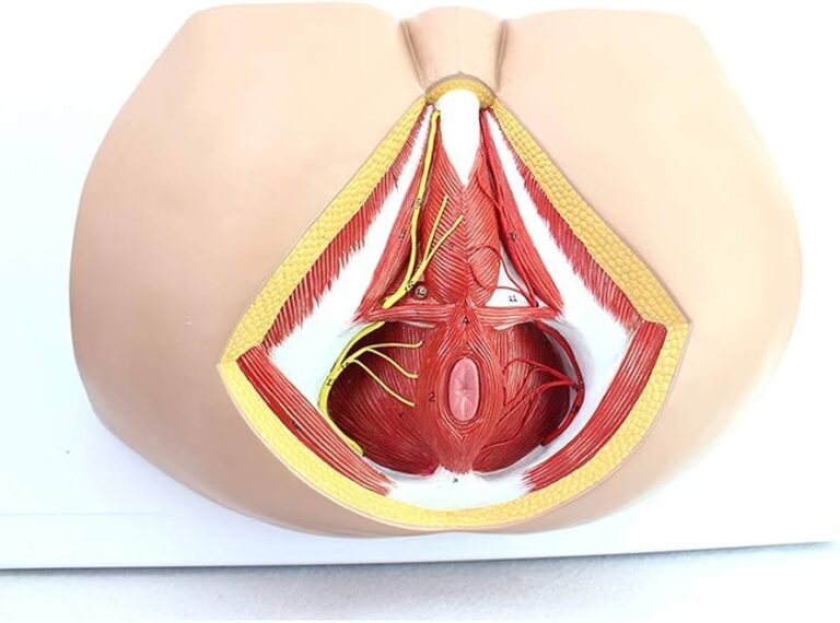 اختلالات پرینه